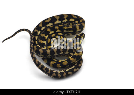 The carpet tree python isolated on white background Stock Photo