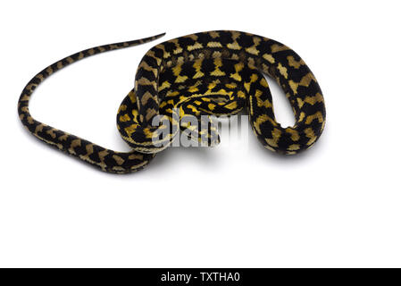 The carpet tree python isolated on white background Stock Photo