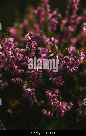 Purple heather flowers in a bog in Latvia. Stock Photo