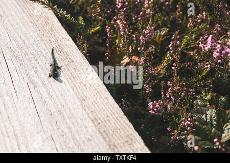 A lizard sunbathing on a plank-way leading through heather bushes in a bog in Latvia. Stock Photo