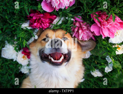 beautiful portrait of a cute puppy dog corgi lies on a natural green meadow surrounded by lush grass and flowers of pink fragrant peony and in white Stock Photo