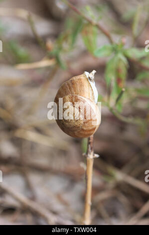 A brown snail (Otala punctata) climbed on a dry blade of grass in the field Stock Photo