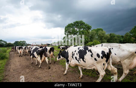 Cows walking to the milking shed to be milked on a Dairy Farm in Rural Leicestershire, England UK Stock Photo