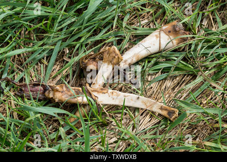 Bones of a wild boar, Oberweser, Weser Uplands, Weserbergland, Hesse, Germany Stock Photo