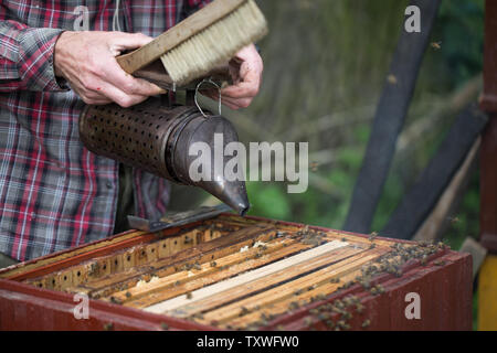 fumigation of bees - a device for making smoke used in beekeeping during honey extraction Stock Photo