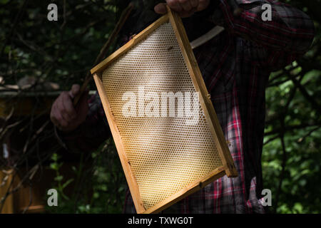 removing honey from a beehive - fresh honey in a frame removed by beekeeping Stock Photo