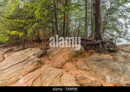 Tree roots and boulders exposed along the shoreline by erosion caused by a drought at the lake Stock Photo
