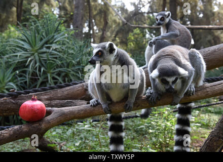 Ring tailed lemurs look at a pomegranate given in honor of the upcoming Jewish New Year, Rosh HaShanah, at the Ramat Gan Safari, near Tel Aviv, Israel, September 17, 2017. Jews around the world eat apples dipped in honey and dates on Rosh HaShanah to symbolize hope that the coming year will be 'sweet.' Photo by Debbie Hill/UPI