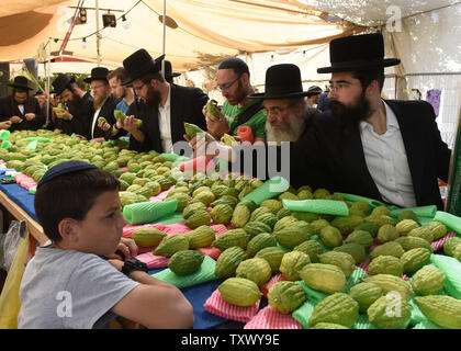 Ultra-Orthodox Jews examine etrogs, citrons, one of the four species for the week-long Jewish festival of Sukkot, the Feast of Tabernacles, in a market in Jerusalem, Israel, October 2, 2017. The Sukkot holiday begins at sunset on Wednesday, October 4, and commemorates the Jews exodus from Egypt some 3,200 years ago.  Photo by Debbie Hill/UPI Stock Photo