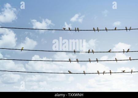 Individuality concept, one bird standing out from the crowd of other birds on the power line