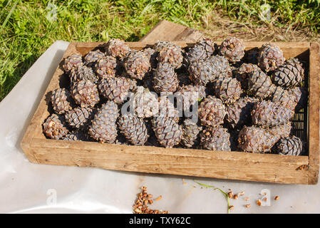 cedar cones in a box prepared for processing outdoor with sunlight Stock Photo