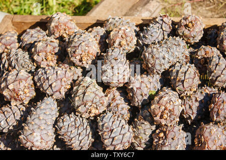 cedar cones in a box prepared for processing outdoor with sunlight closeup Stock Photo
