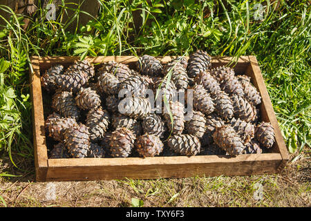 cedar cones in a box prepared for processing outdoor with sunlight Stock Photo