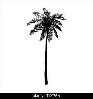 Vector hand drawn illustration of tropical palm tree Stock Vector