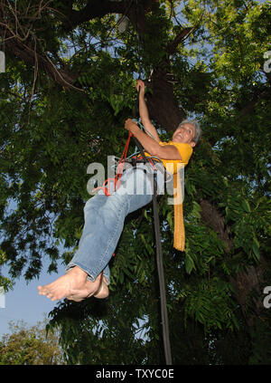 Folk singer Joan Baez pulls herself up a walnut tree to raise awareness about saving a 14-acre urban farm threatened with demolition in Los Angeles on May 29, 2006. Protesters vowed to peacefully resist eviction from the garden, farmed by about 350, mostly Hispanic families on which the landowner wants to build a warehouse. (UPI Photo/Jim Ruymen) Stock Photo