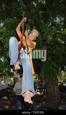 Folk singer Joan Baez pulls herself up a walnut tree to raise awareness about saving a 14-acre urban farm threatened with demolition in Los Angeles on May 29, 2006. Protesters vowed to peacefully resist eviction from the garden, farmed by about 350, mostly Hispanic families on which the landowner wants to build a warehouse. (UPI Photo/Jim Ruymen) Stock Photo