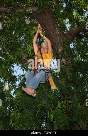 Folk singer Joan Baez pulls herself up a walnut tree to raise awareness about saving a 14-acre urban farm threatened with demolition in Los Angeles on May 29, 2006. Protesters vowed to peacefully resist eviction from the garden, farmed by about 350, mostly Hispanic families on which the landowner wants to build a warehouse. (UPI Photo/Jim Ruymen) Stock Photo