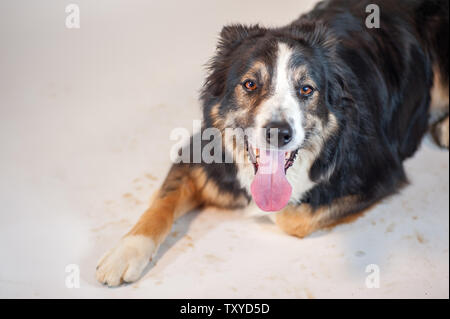 Adult Border Collie laying down on a white backdrop that has mud on it from his feet. Stock Photo