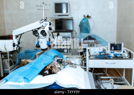 Sterile operating room in a veterinary clinic. Preparing for the operation of the dog. The ophthalmologist operates on the eye of the dog. The dog is Stock Photo