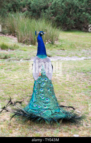 Free roaming peacock in Brownsea island Stock Photo