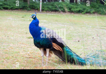 Free roaming peacock in Brownsea island Stock Photo