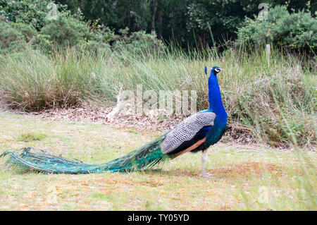 Free roaming peacock in Brownsea island Stock Photo