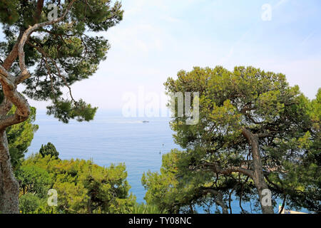 Monte-Carlo, Monaco - June 13, 2014: sea and seaside with southern coniferous trees Stock Photo