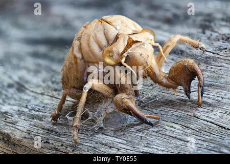 Old cicada shell on wooden post Stock Photo