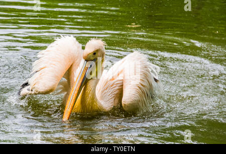 beautiful closeup portrait of a great white pelican landing in the water, common aquatic bird specie from Eurasia Stock Photo