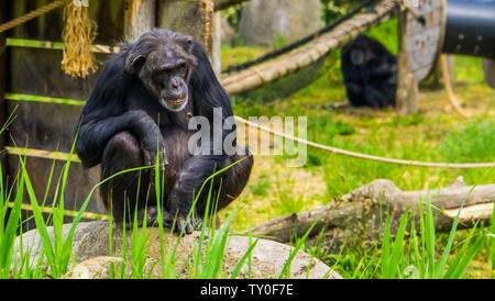 closeup portrait of a western chimpanzee, critically endangered primate specie from Africa Stock Photo