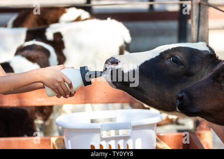 Closeup - Baby cow feeding on milk bottle by hand child in Thailand rearing farm. Stock Photo