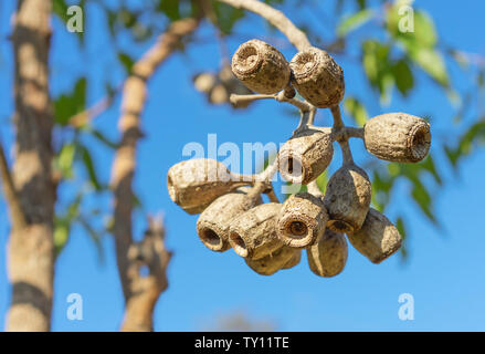 Large Eucalyptus gum nuts of Corymbia ptychocarpa (phytocarpa) Australian Swamp Bloodwood Stock Photo