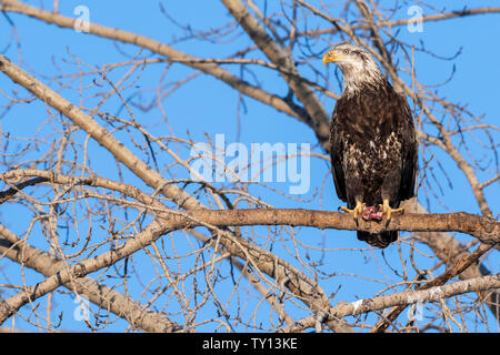 Subadult bald eagle (Haliaeetus leucocephalus) perched, with food, North America, by Dominique Braud/Dembinsky Photo Assoc Stock Photo