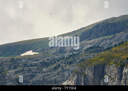 Bearded vulture (Gypaetus barbatus) flying over Gargantas de Escuain in Ordesa y Monte Perdido National Park (Sobrarbe, Huesca,Pyrenees,Aragon,Spain) Stock Photo