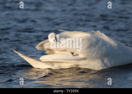 A young mute swan cygnet Cygnus olor riding on the back of the mother swan Stock Photo