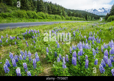 Driving along the Richardson Highway in June, the road is lined with purple lupin wildflowers. Springtime in Alaska. Stock Photo