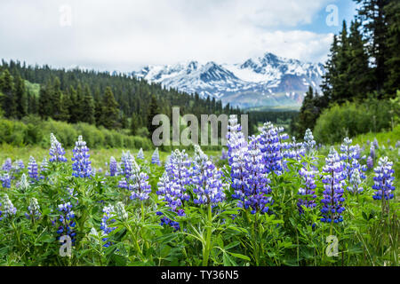 Near the Richardson Highway through the Delta Mountains of Alaska grows several wild lupins in large bunches of purple flowers. Stock Photo