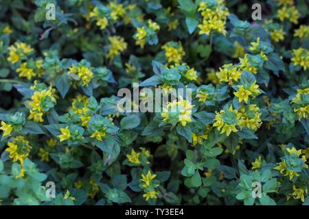 Lysimachia congestiflora 'Persian Carpet' ground cover plant. Stock Photo