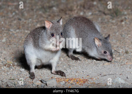 The rufous rat-kangaroo (Aepyprymnus rufescens), more commonly known as the rufous bettong, is a small marsupial species of the family Potoroidae foun Stock Photo