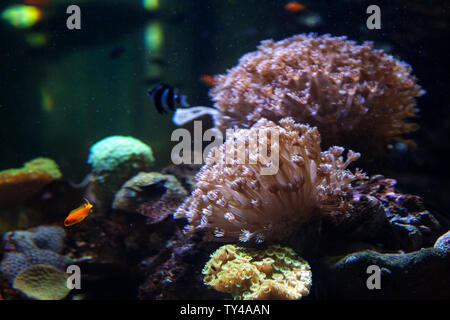 Aqua scape Nature Aquarium Plant and Fish Tank with red shrimps and ...