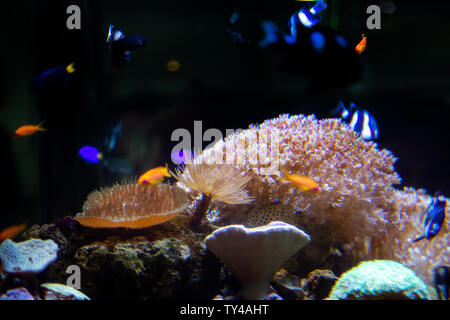 water tree in aquarium with fish dark background Stock Photo