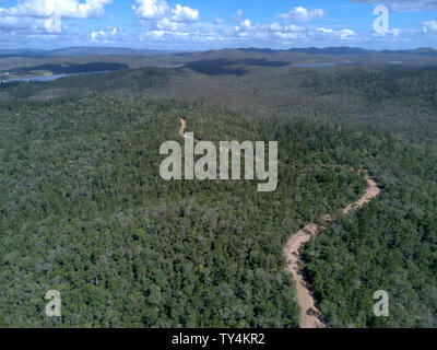 Aerial of the Hoop Pine forests of Goodnight Scrub National Park on the ...