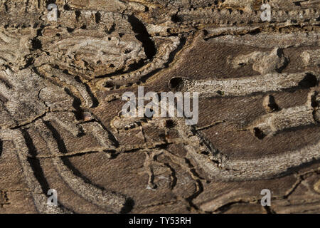 detailed view of a dead tree and its trunk after losing the bark. natural backgrounds, bark beetle texture on wood. Pattern on tree trunk Stock Photo