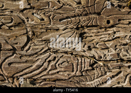 detailed view of a dead tree and its trunk after losing the bark. natural backgrounds, bark beetle texture on wood. Pattern on tree trunk Stock Photo