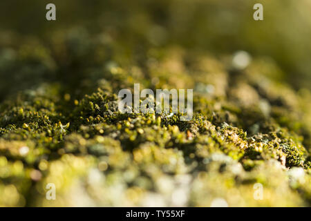 Moss texture. Moss background. Green moss on grunge texture, background Stock Photo