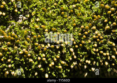 Moss texture. Moss background. Green moss on grunge texture, background Stock Photo