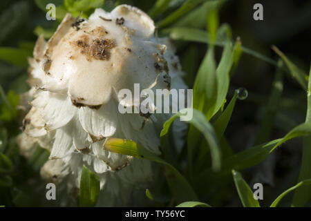 Mushroom umbrella with a white cap. Growing in the forest on the background of leaves, close-up Stock Photo