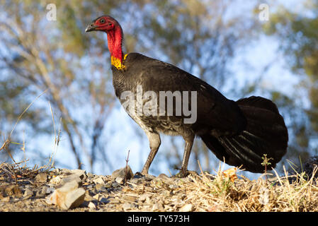 the-australian-brushturkey-or-