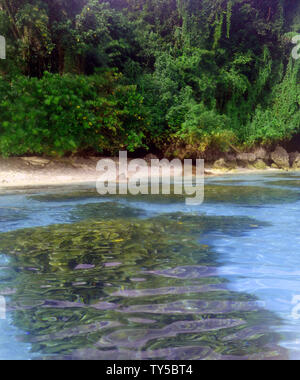 Healthy coral next to beach of rainforested island, Elephant Island, Lonnoc Bay, Espiritu Santo, Vanuatu Stock Photo