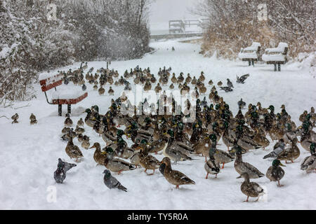 ducks gathered in the snow in the winter at Burnaby lake, Vancouver, British Columbia, Canada, All kinds of ducks hiding from the snowfall. Winter lan Stock Photo